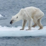 Clima, Greenpeace: il rapporto PCC conferma gravi impatti anche sugli oceani