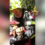 Vigili del Fuoco salvano cane caduto in un dirupo nel Pontino