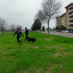 Cani avvelenati a Firenze, bonifica dell'unità cinofila