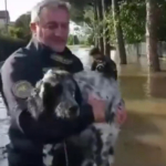 Maltempo in Emilia Romagna, Gdf salva i cani travolti dall'alluvione