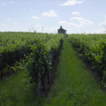 Al via "FreeCO2", imprese vitivinicole più sostenibili