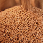 La guerra del grano minaccia il prezzo della pasta