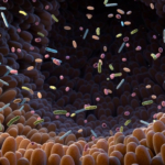 Il microbiota intestinale potenzia l'immunoterapia
